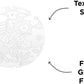 PopSockets Phone Grip with Expanding Kickstand, Adhesive Grip, Cute PopSockets - Blanc Fresh