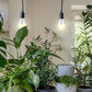 2 Pack LED Grow Light Bulbs A19 – Full Spectrum 9W E26 for Indoor Plants