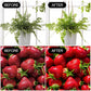 2 Pack LED Grow Light Bulbs A19 – Full Spectrum 9W E26 for Indoor Plants